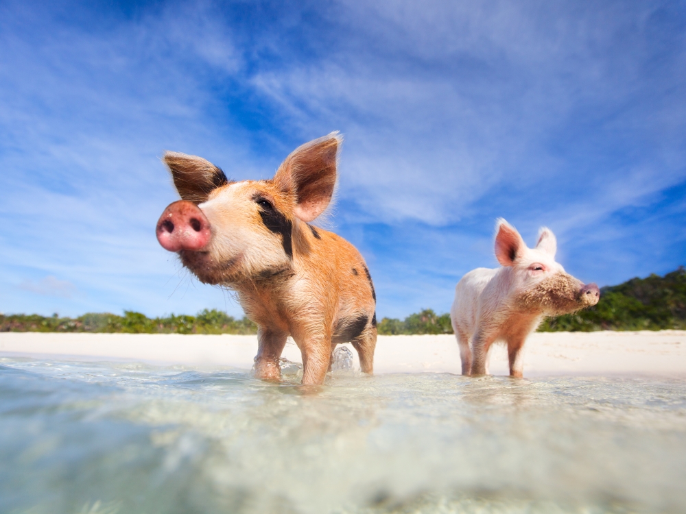 pigs in the water