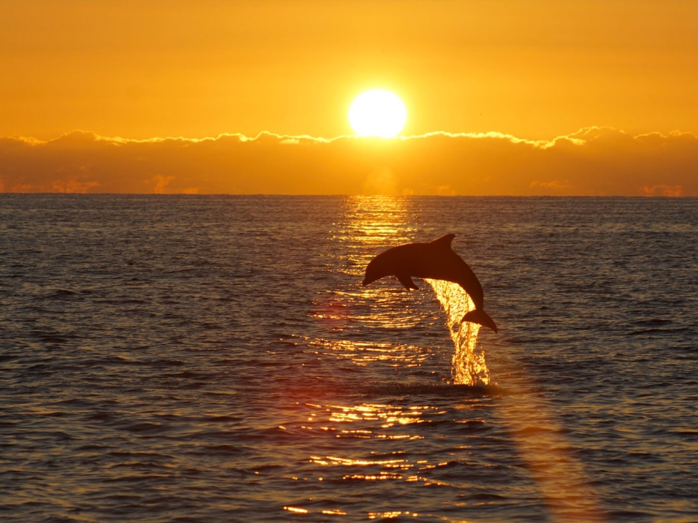 Dolphin jumping up over sunset