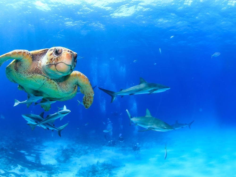 A sea turtle swims through blue tropical waters while a group of sharks swim behind him.